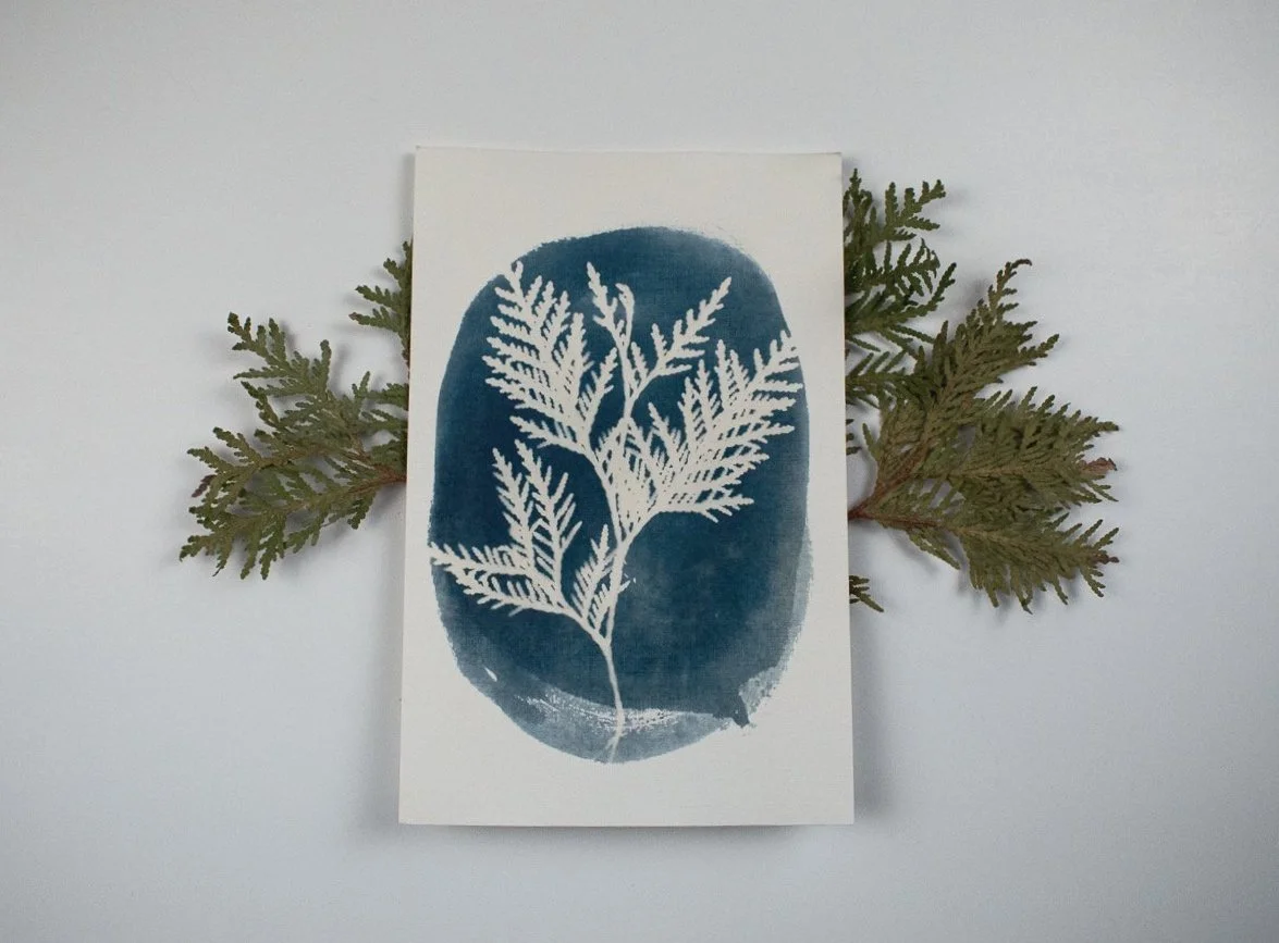 Jackie Partridge Cedar Cyanotypes, 2021