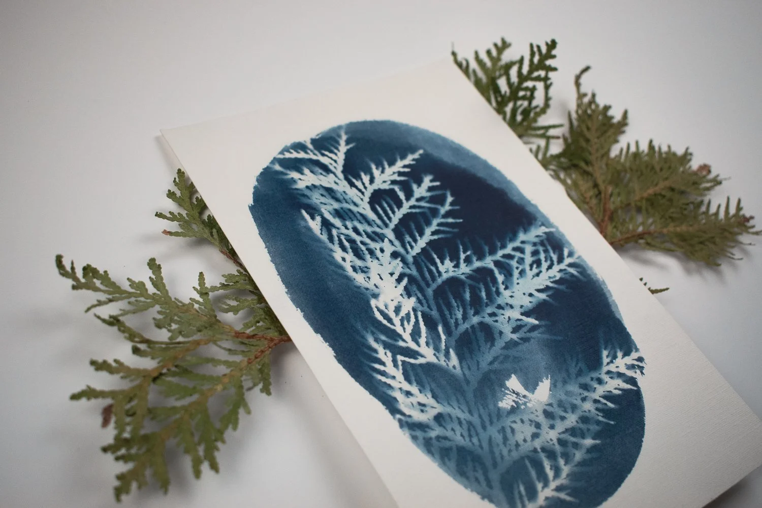 Jackie Partridge  Small Blue Oval Cedar Cyanotype, 2021