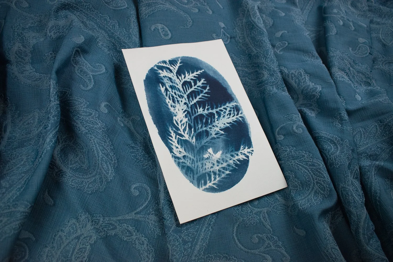 Jackie Partridge  Small Blue Oval Cedar Cyanotype, 2021