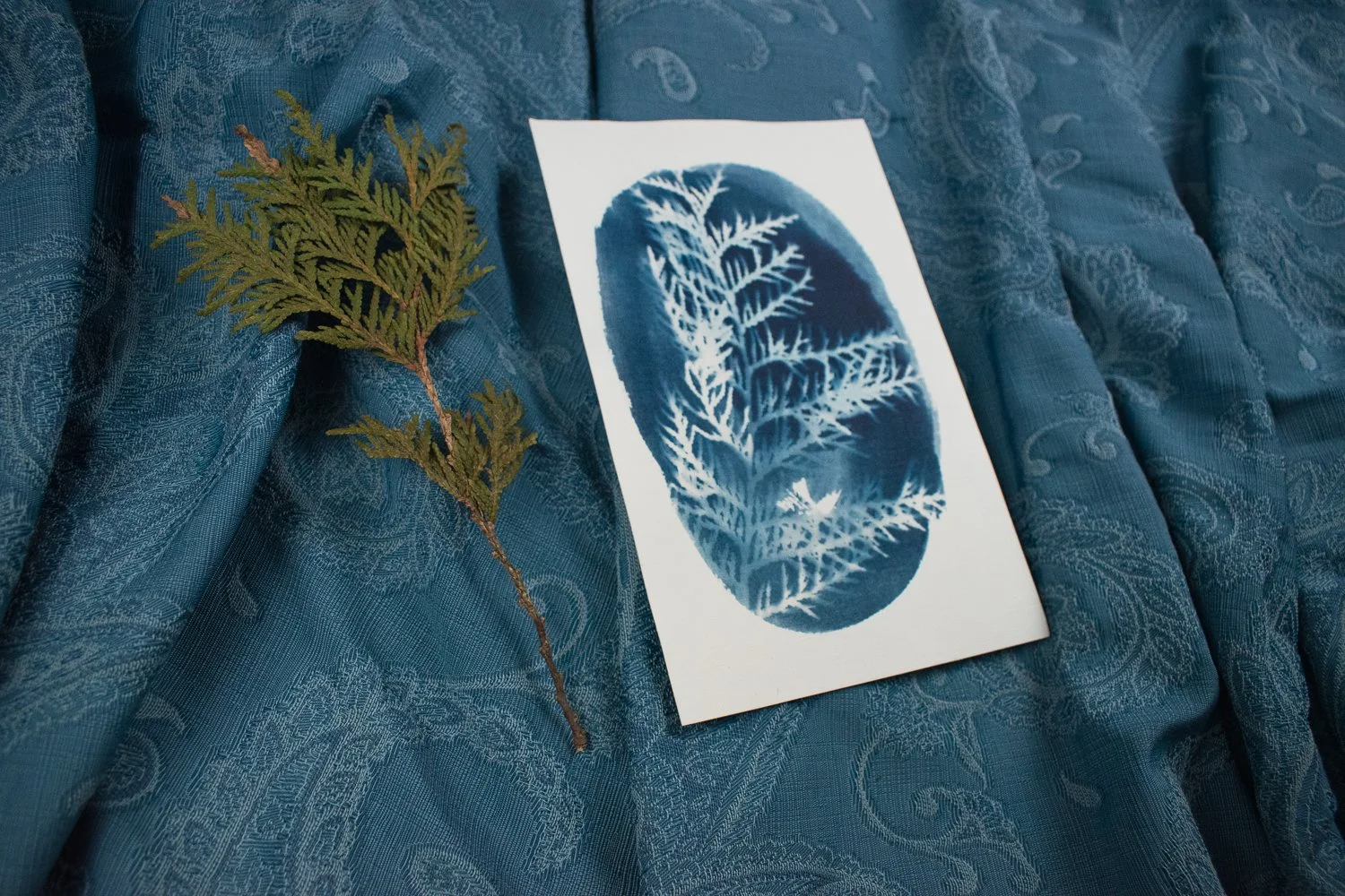 Jackie Partridge  Small Blue Oval Cedar Cyanotype, 2021