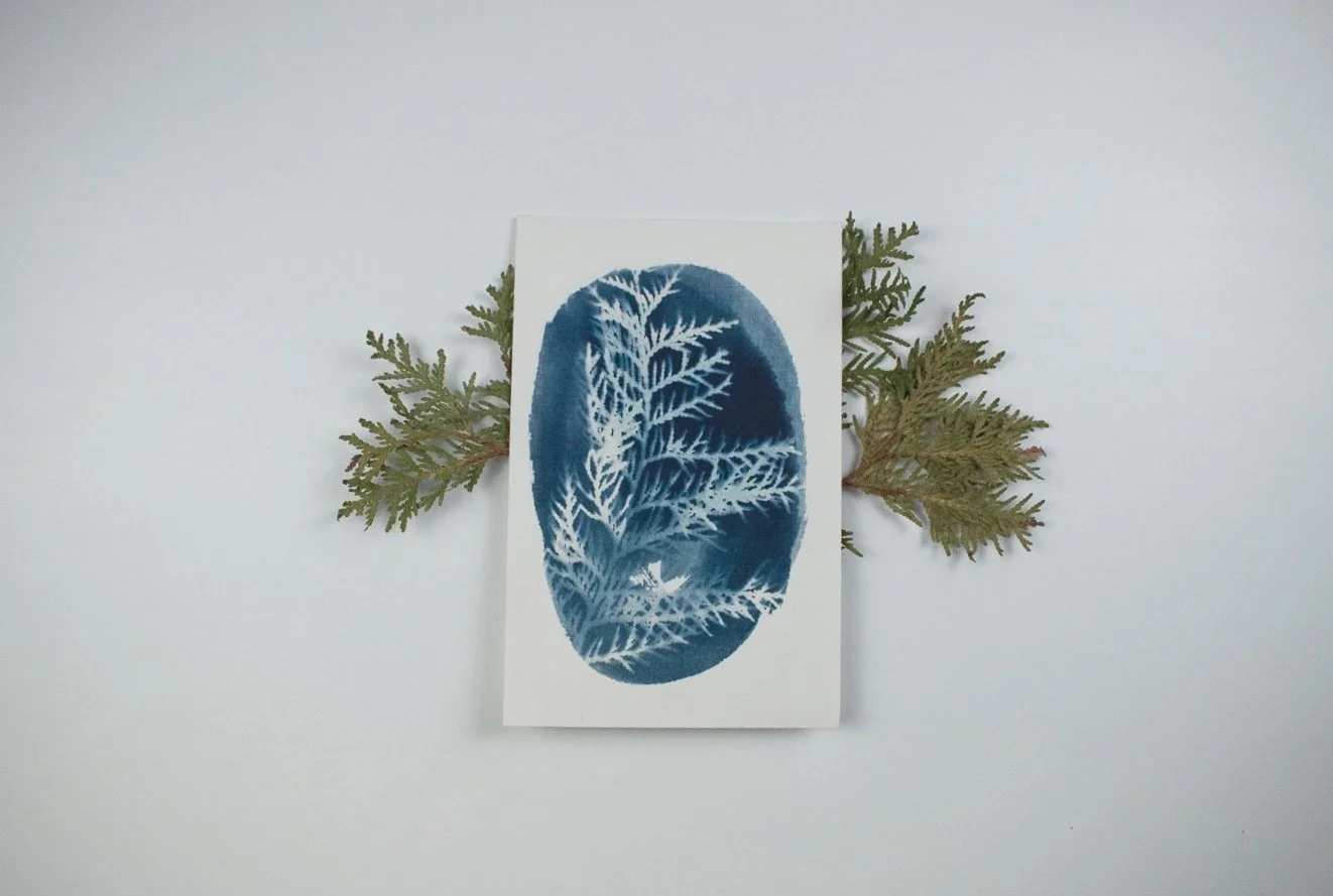 Jackie Partridge  Small Blue Oval Cedar Cyanotype, 2021