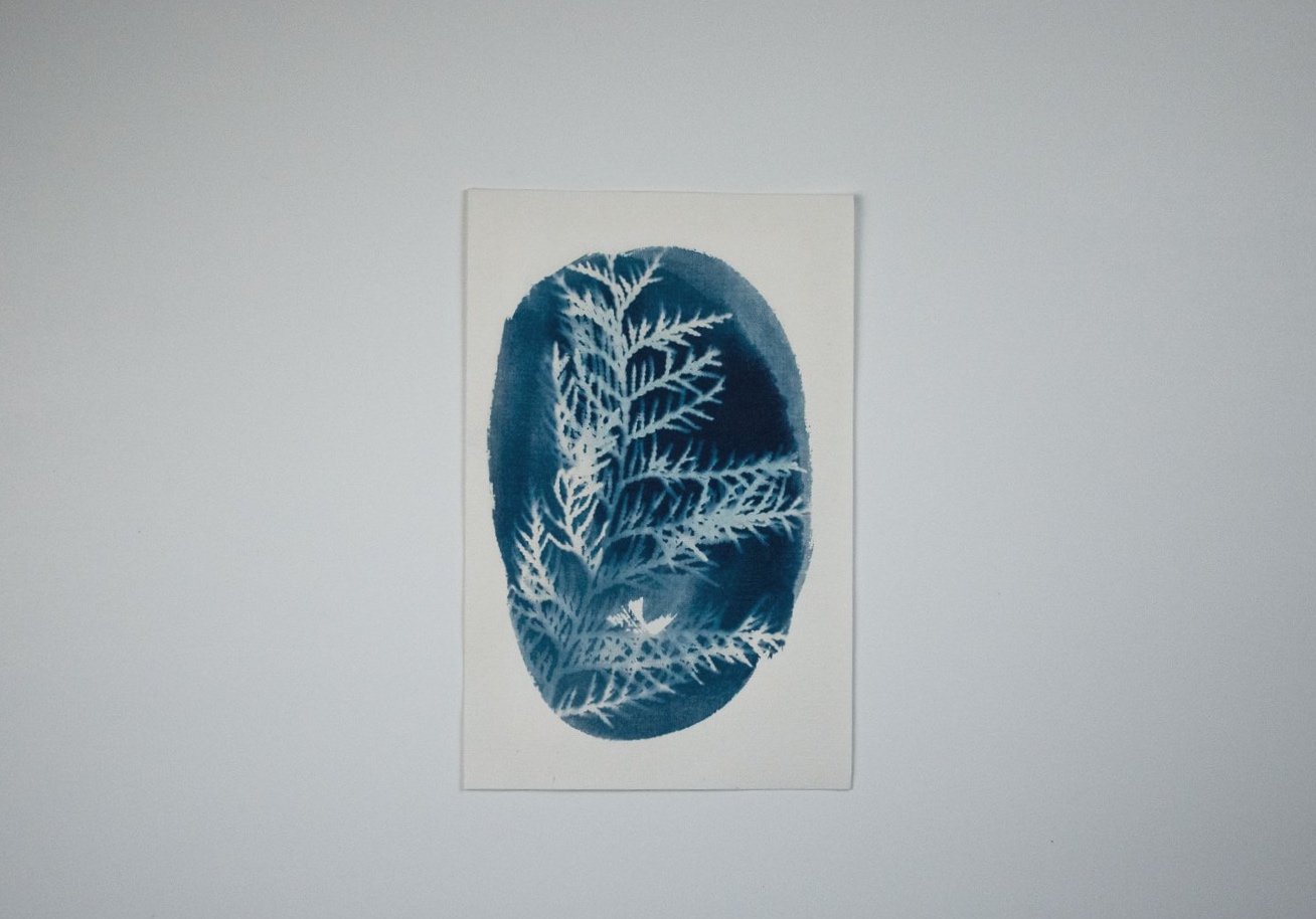Jackie Partridge  Small Blue Oval Cedar Cyanotype, 2021
