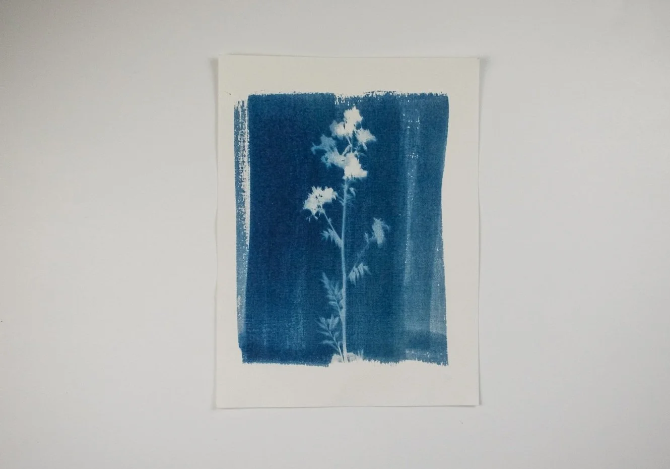 Wildflowers Cyanotype by Jackie Partridge, 2021