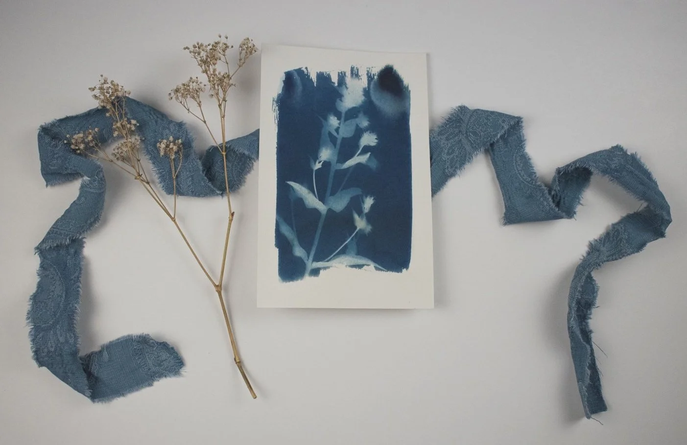 Phlox Cyanotype by Jackie Partridge, 2021