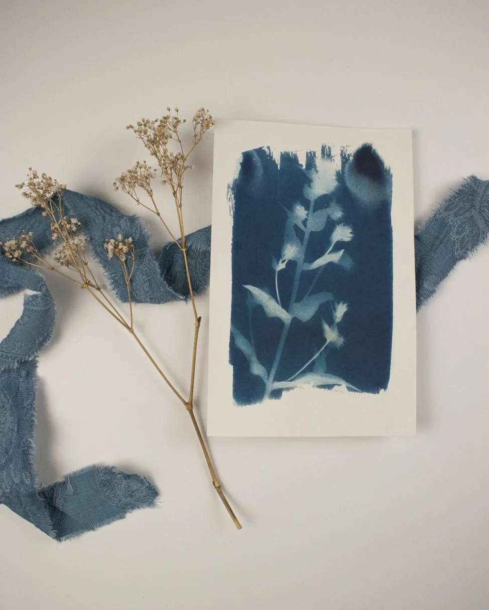 Small Phlox Cyanotype Artwork by Jackie Partridge, 2021