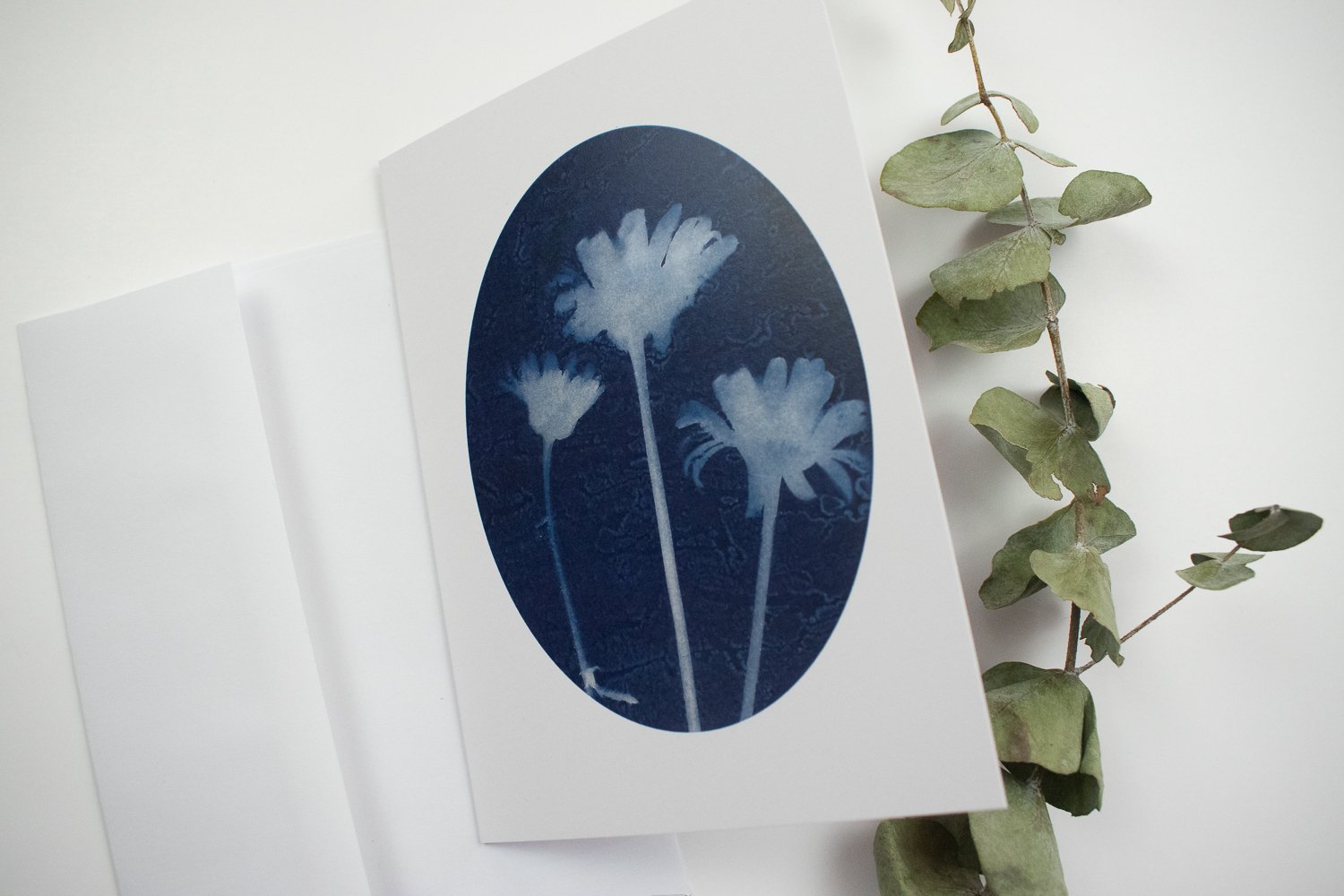 Daisy Cyanotype Cards — Jackie Partridge