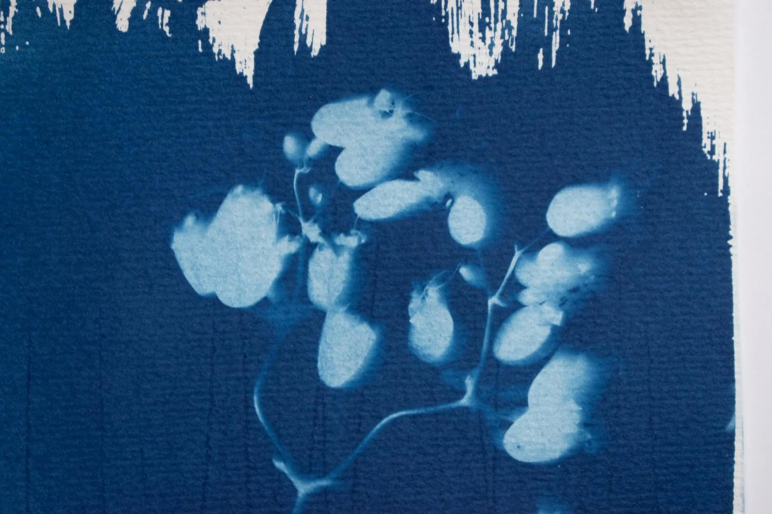 jackie-partridge-cyanotype-14.jpg