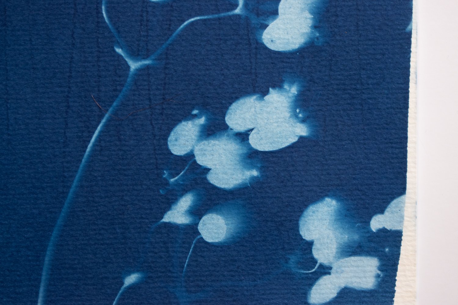 jackie-partridge-cyanotype-16.jpg