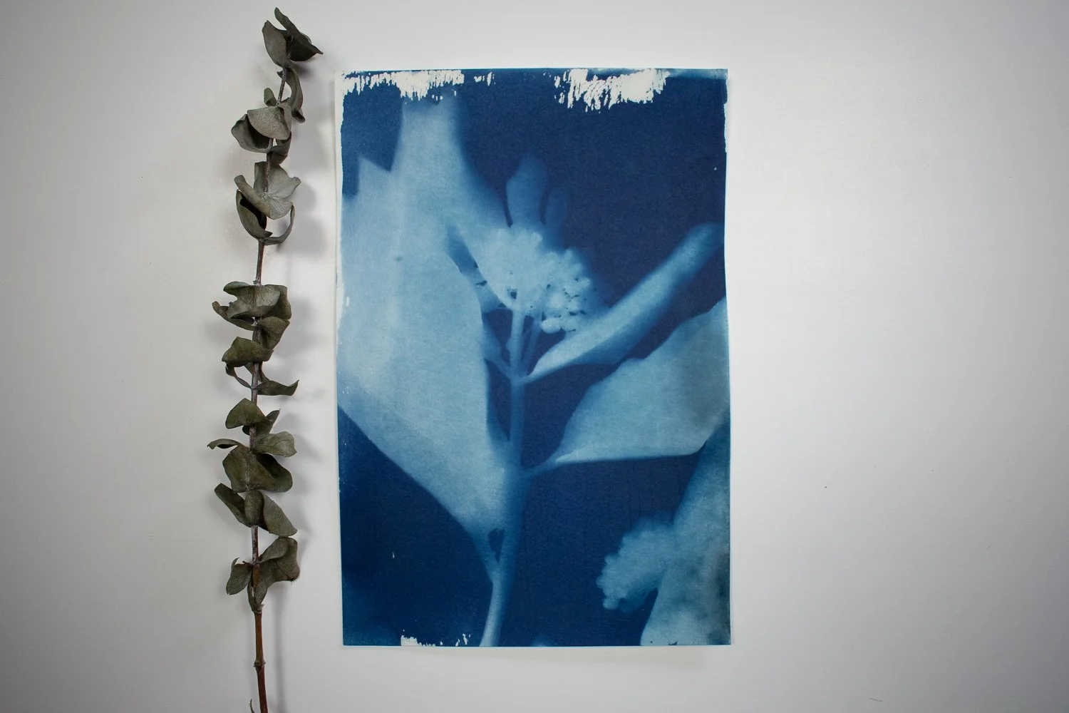 milkweed-cyanotype.-2.jpg