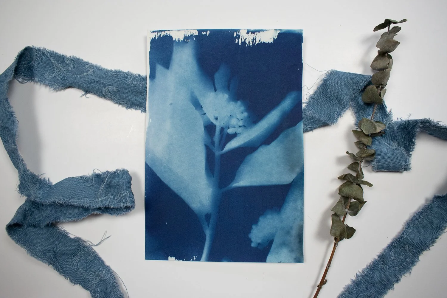 milkweed-cyanotype.-4.jpg