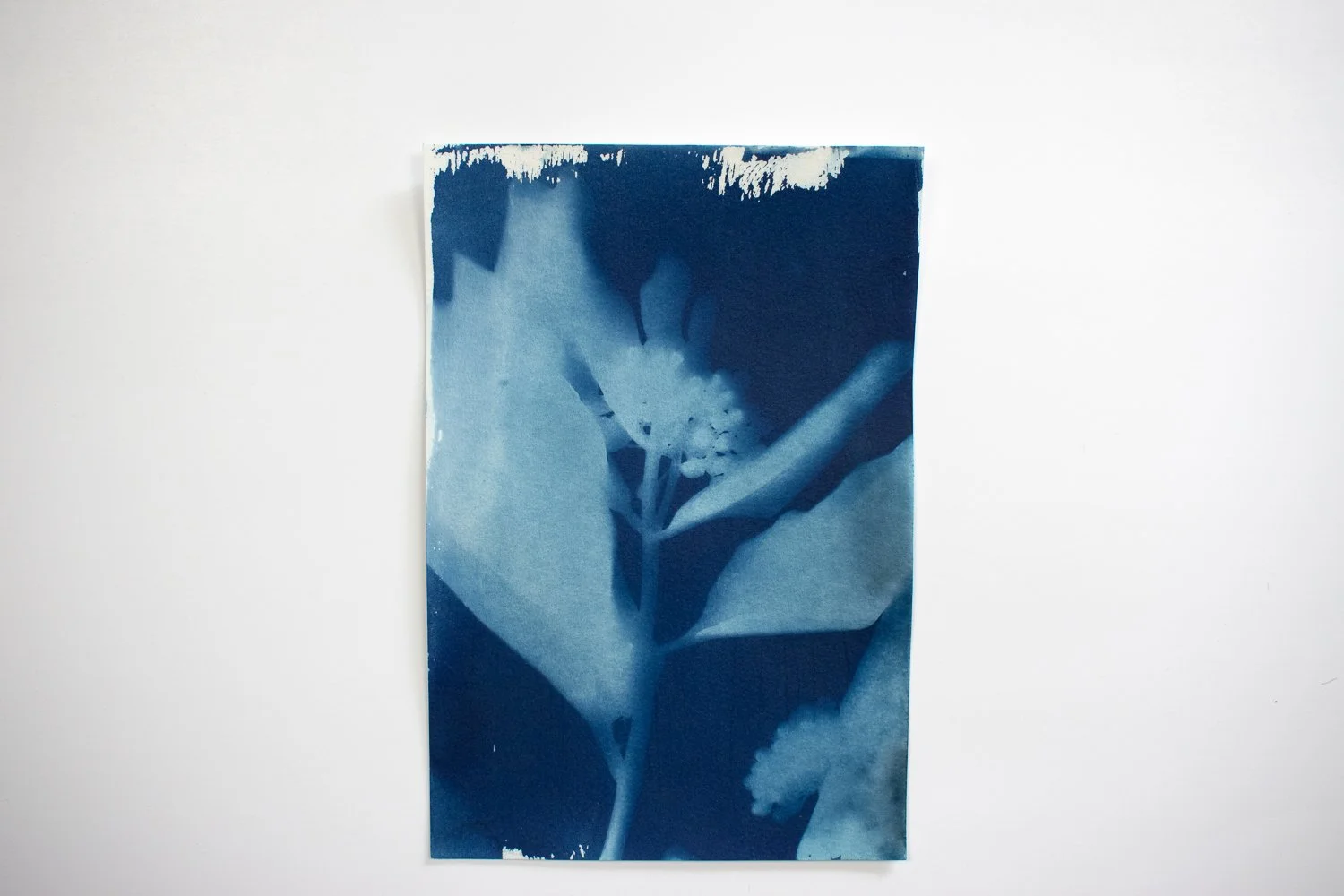 milkweed-cyanotype.-12.jpg