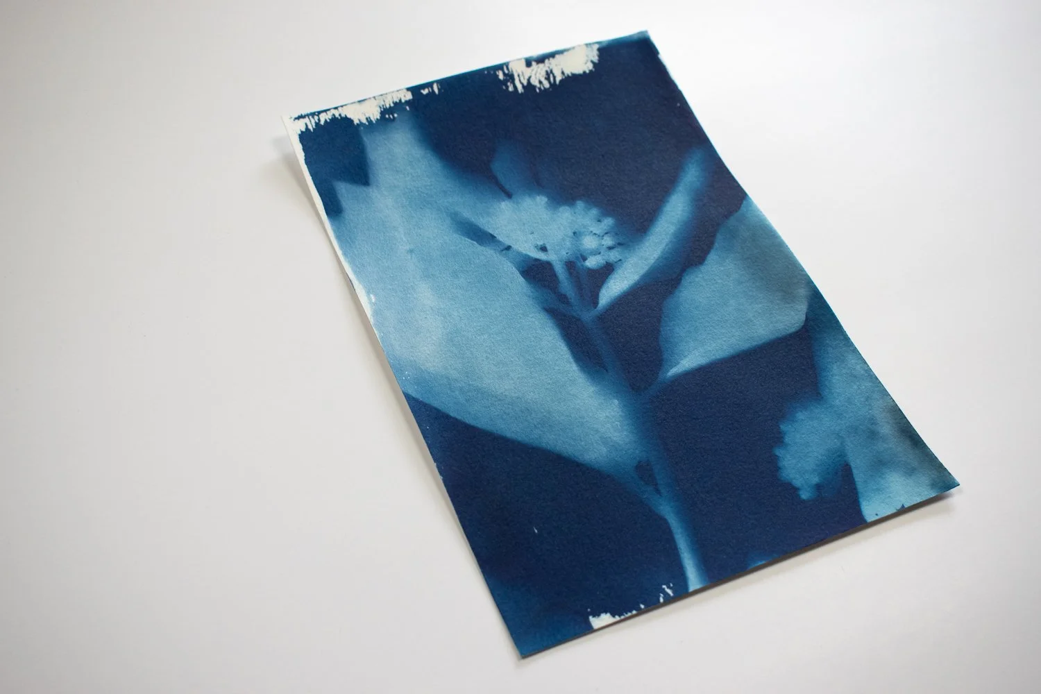 milkweed-cyanotype.-14.jpg