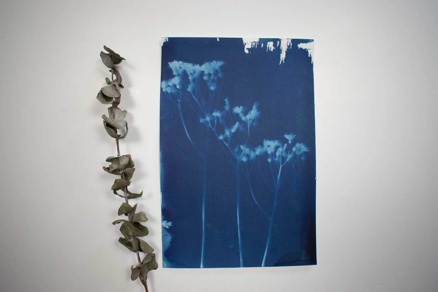 jackie-partridge-cyanotypes.jpg