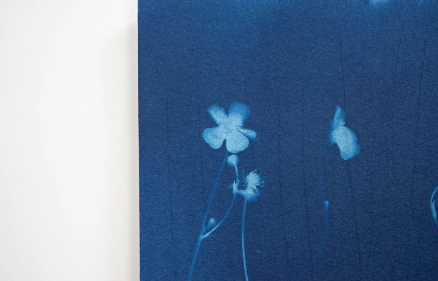 cyanotype of a buttercup