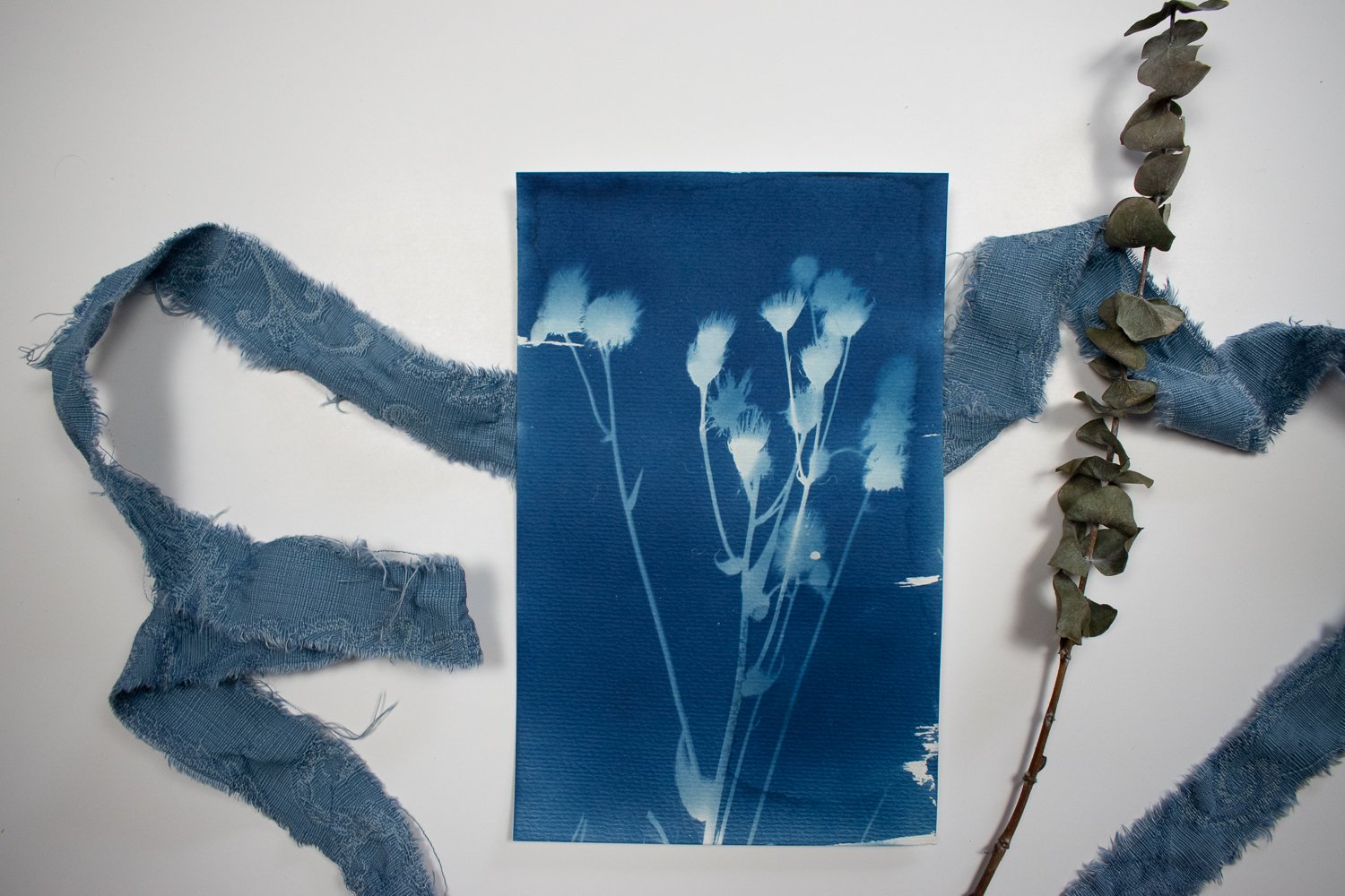Queen Anne's Lace Cyanotype 2 — Jackie Partridge