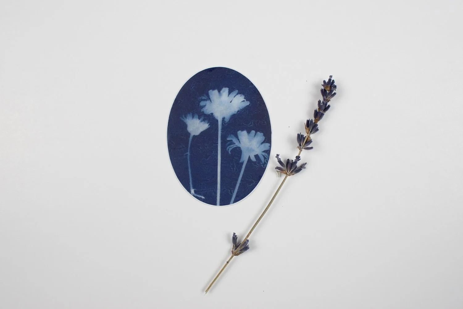 daisy cyanotype sticker