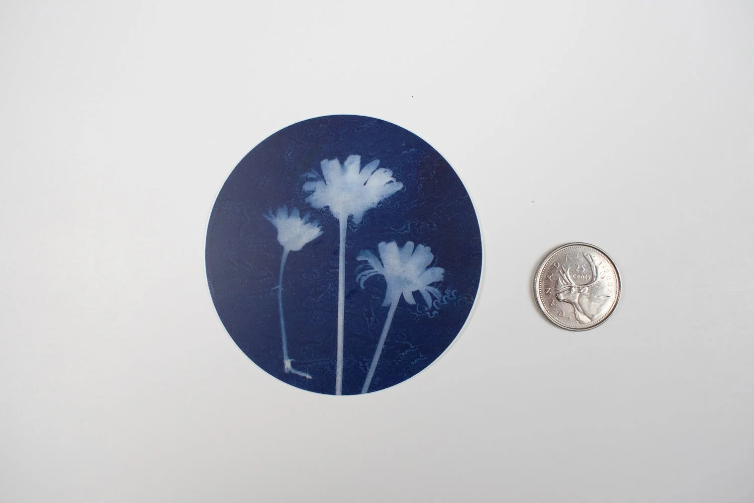 cyanotype daisy sticker