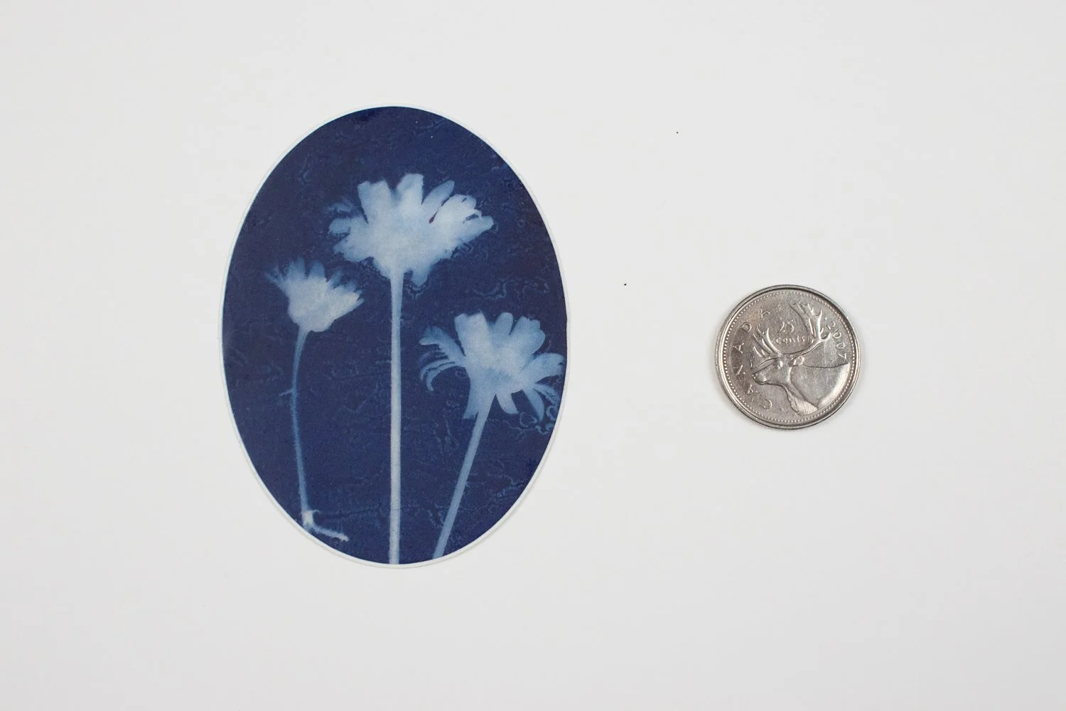 daisy sticker