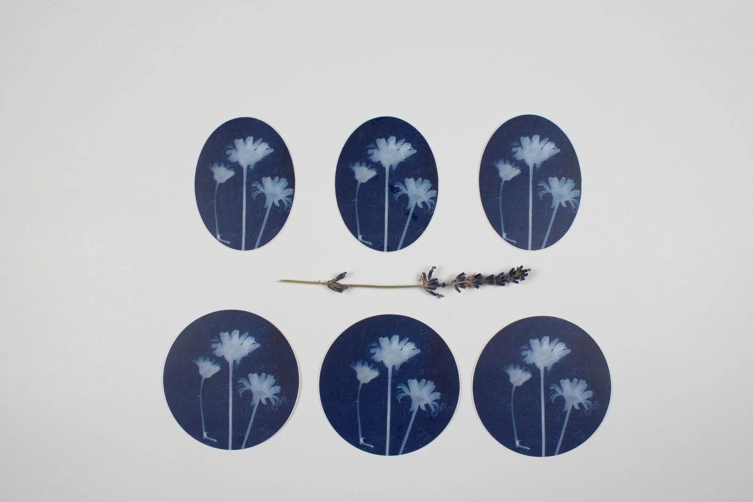cyanotype daisy stickers