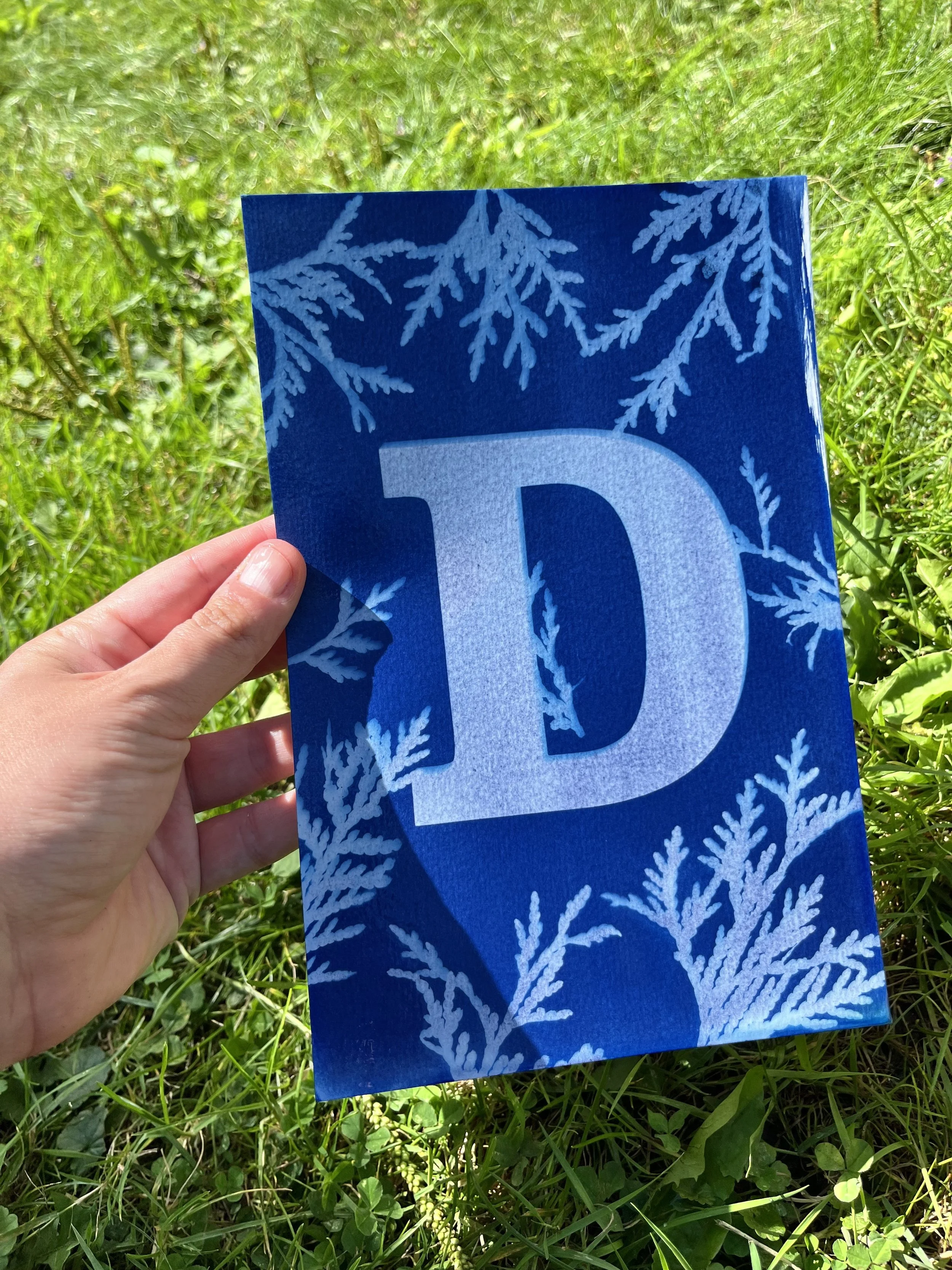 cyanotype with cedar and the letter D