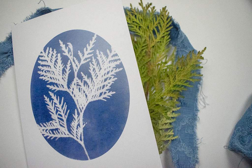 cyanotype with a cedar