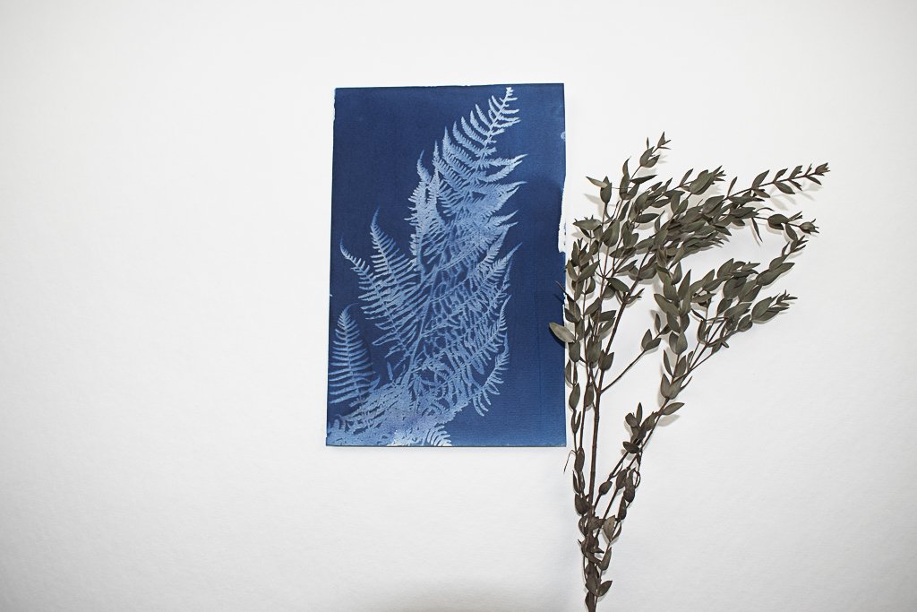 cyanotype of fern by jackie partridge