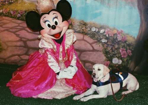 disney service dog
