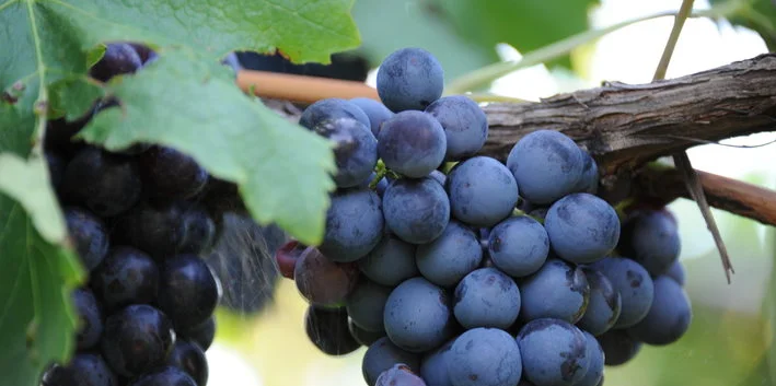 Uva di Vernatsch o Schiava dell'Alto Adige