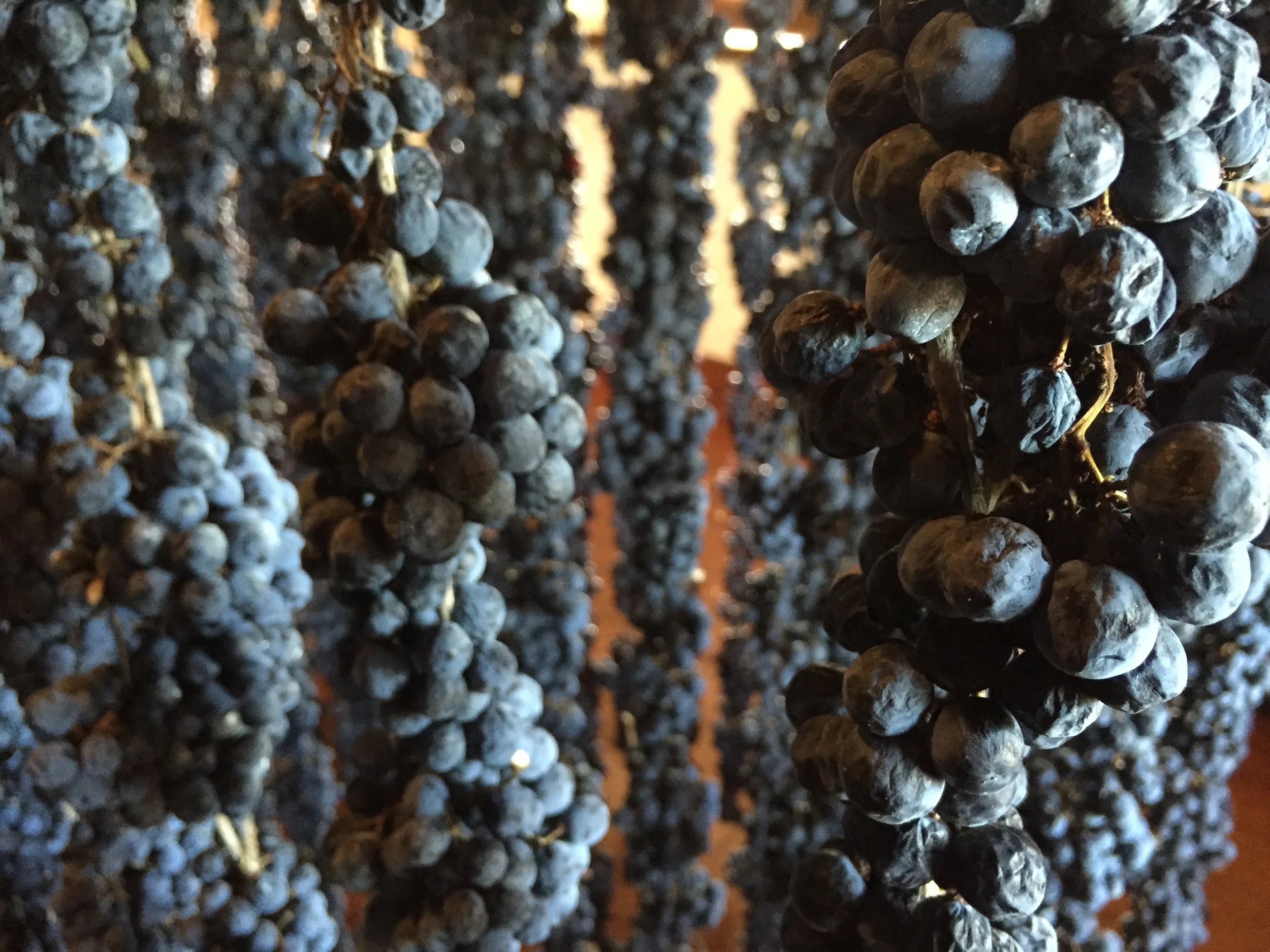 Uva della Valpolicella in appassimento
