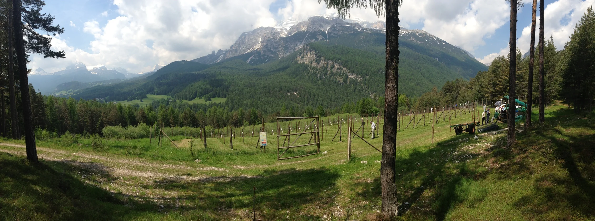 Il vigneto sperimentale di Cortina d'Ampezzo, a mt. 1.350 s.l.m.