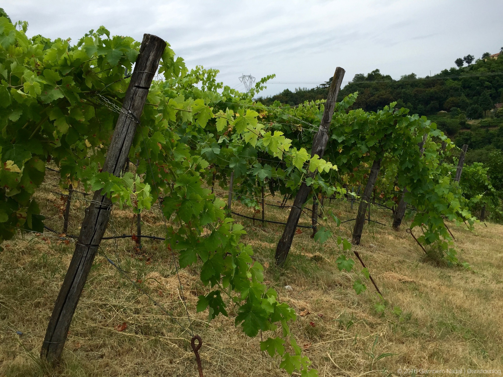 La vigna del Syrah