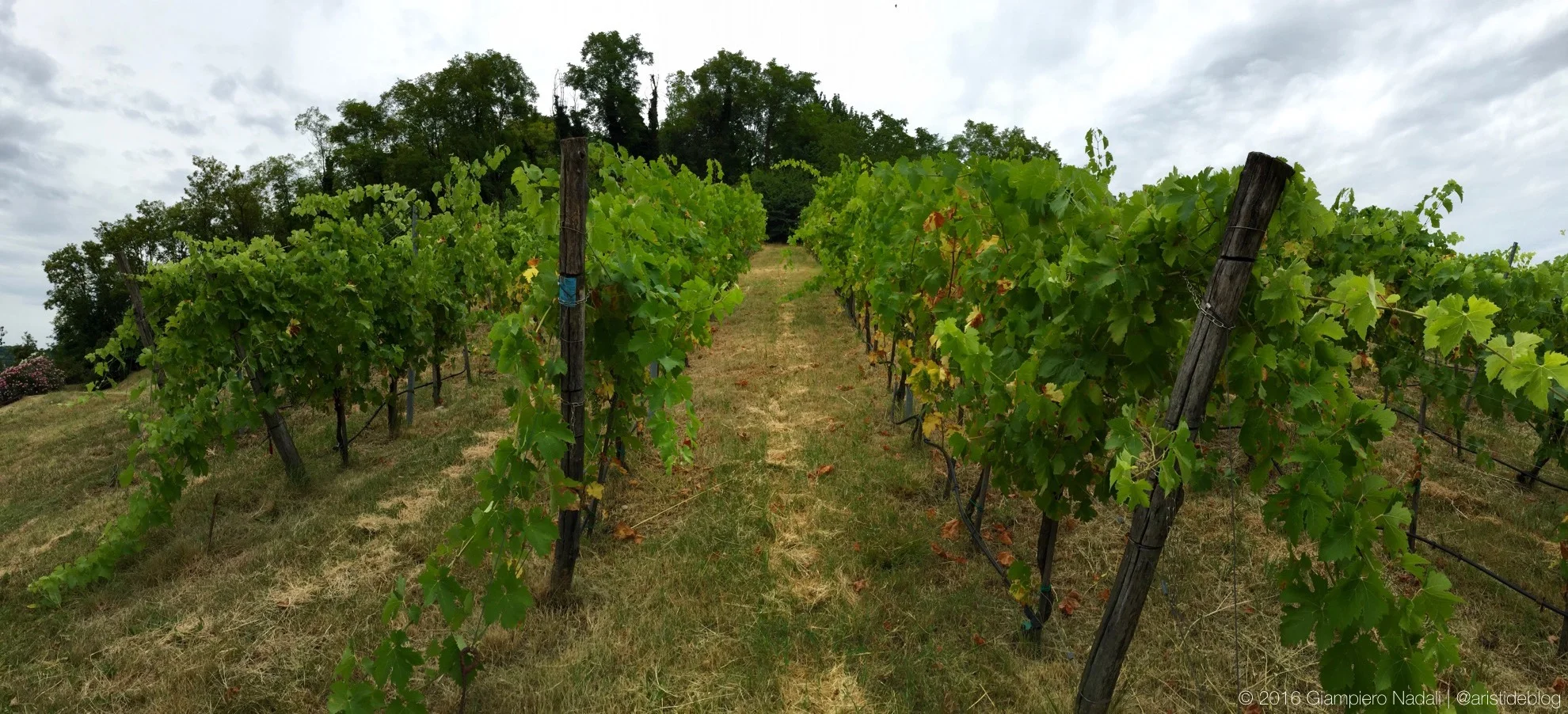 La vigna del Syrah, l'unico vitigno "estraneo"...
