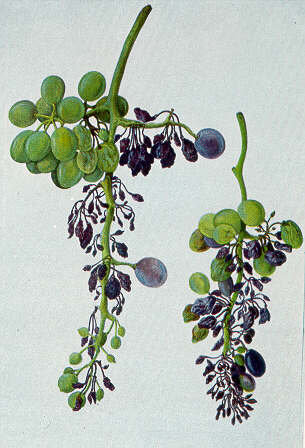 Peronospora dell'uva - Fonte: giovannibrunonapoli.it