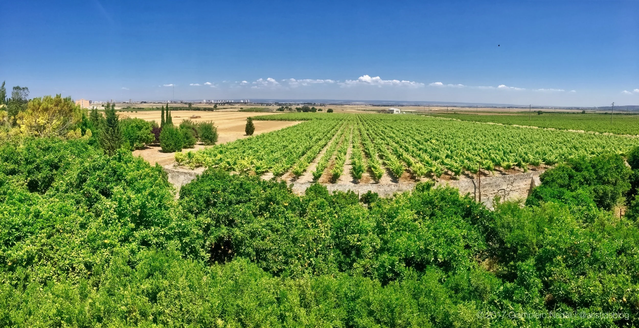 Vista dalla Masseria della cantina Varvaglione 1921, tra Pulsano e Taranto