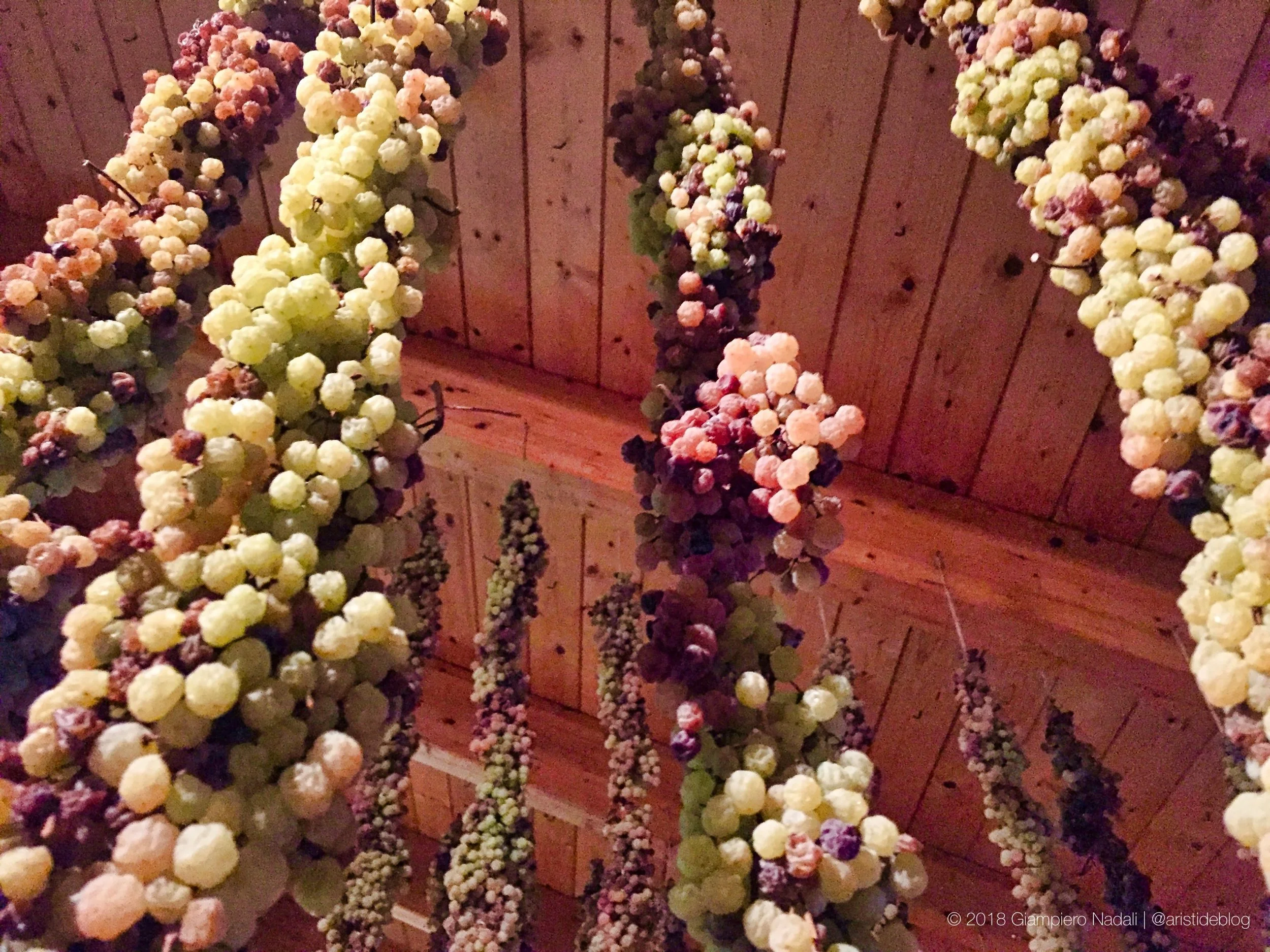 Picai di Garganega