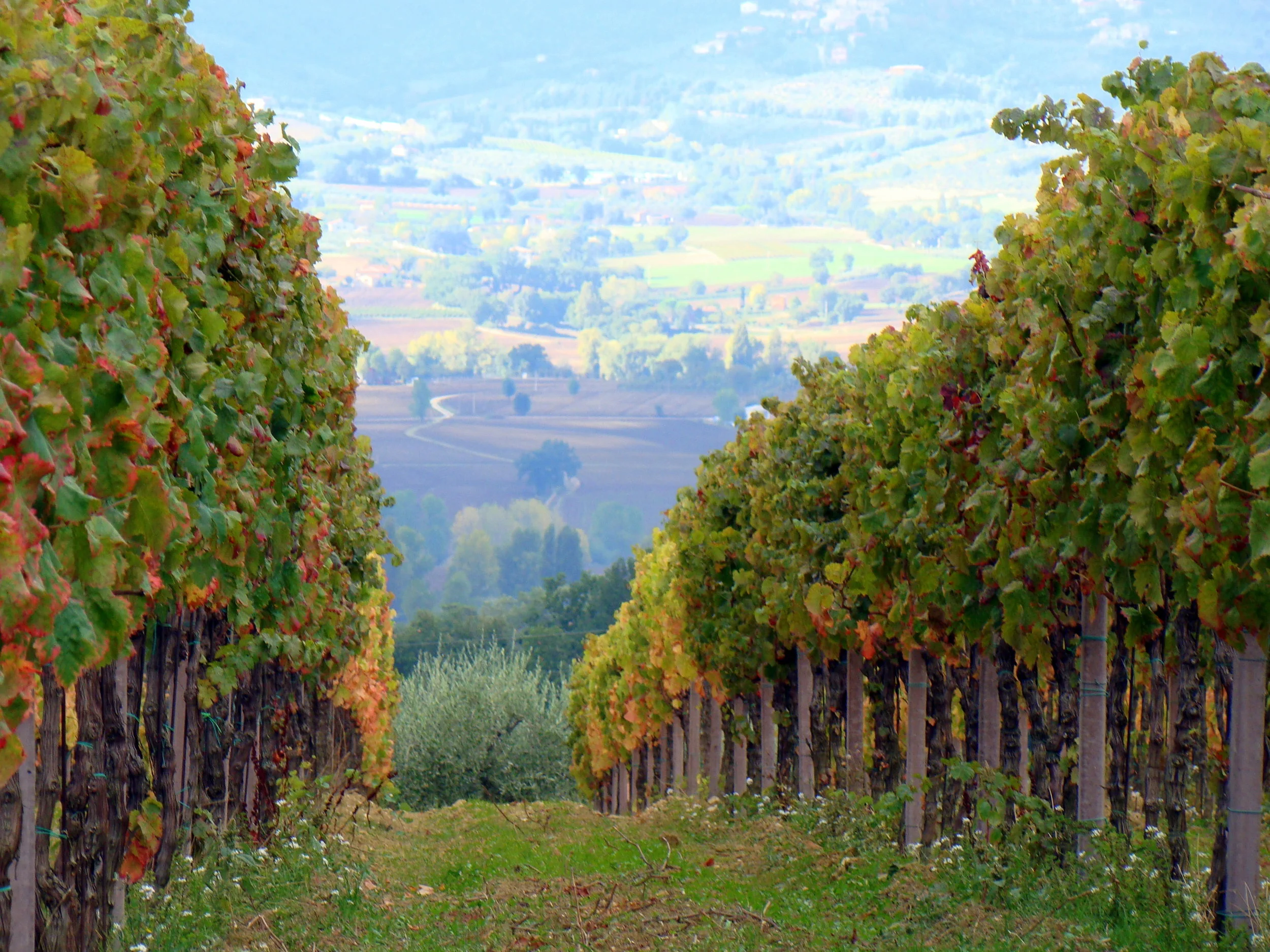Montefalco - "Down the Valley", foto di "la fattina", Flickr.com