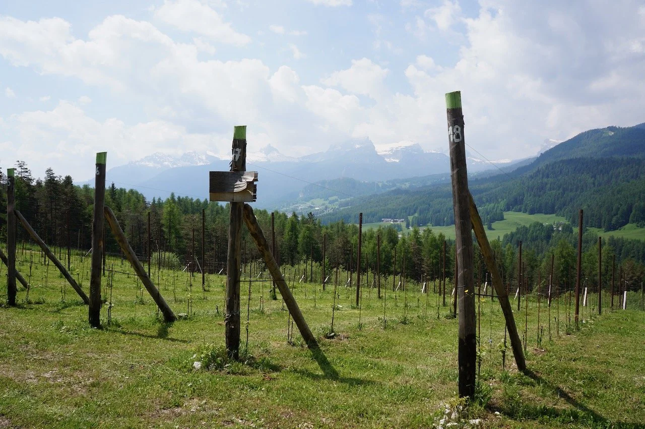Vigna 1350, Cortina d'Ampezzo (1).jpeg