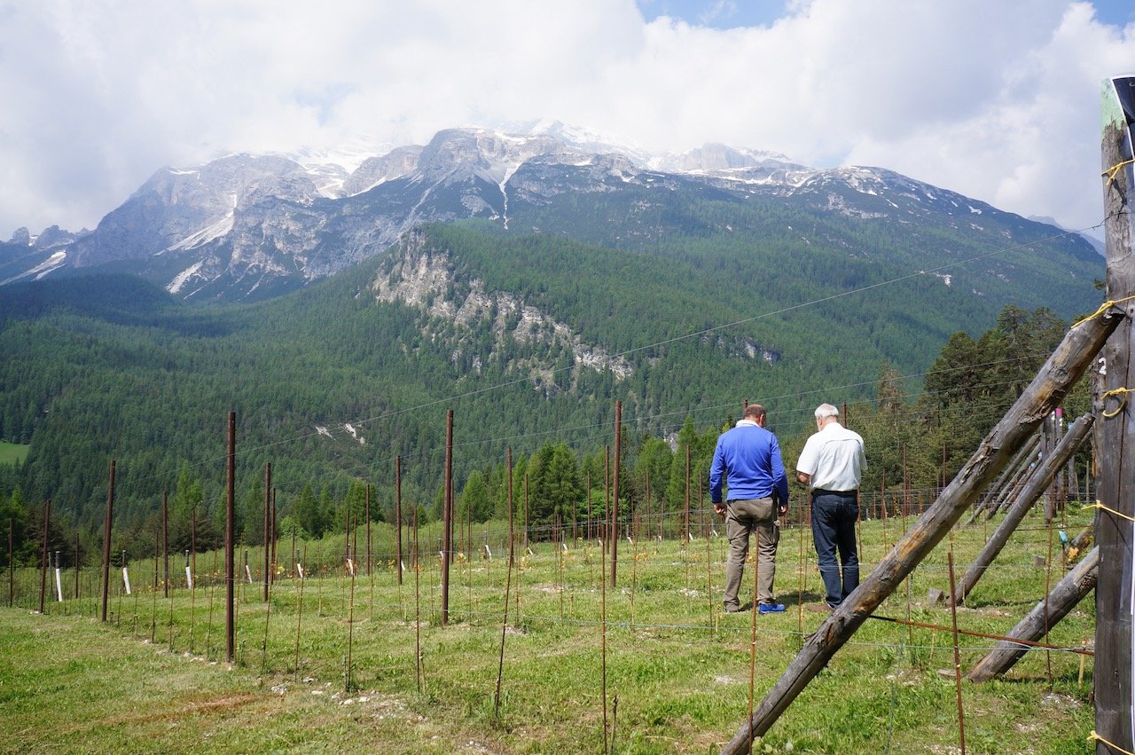 Vigna 1350, Cortina d'Ampezzo (2).jpeg