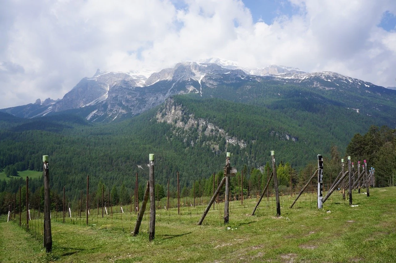 Vigna 1350, Cortina d'Ampezzo.jpeg