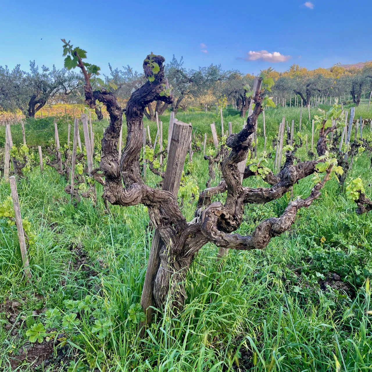 Stanza Terrena, l’alchimia vera non è il mistero, è la trasformazione