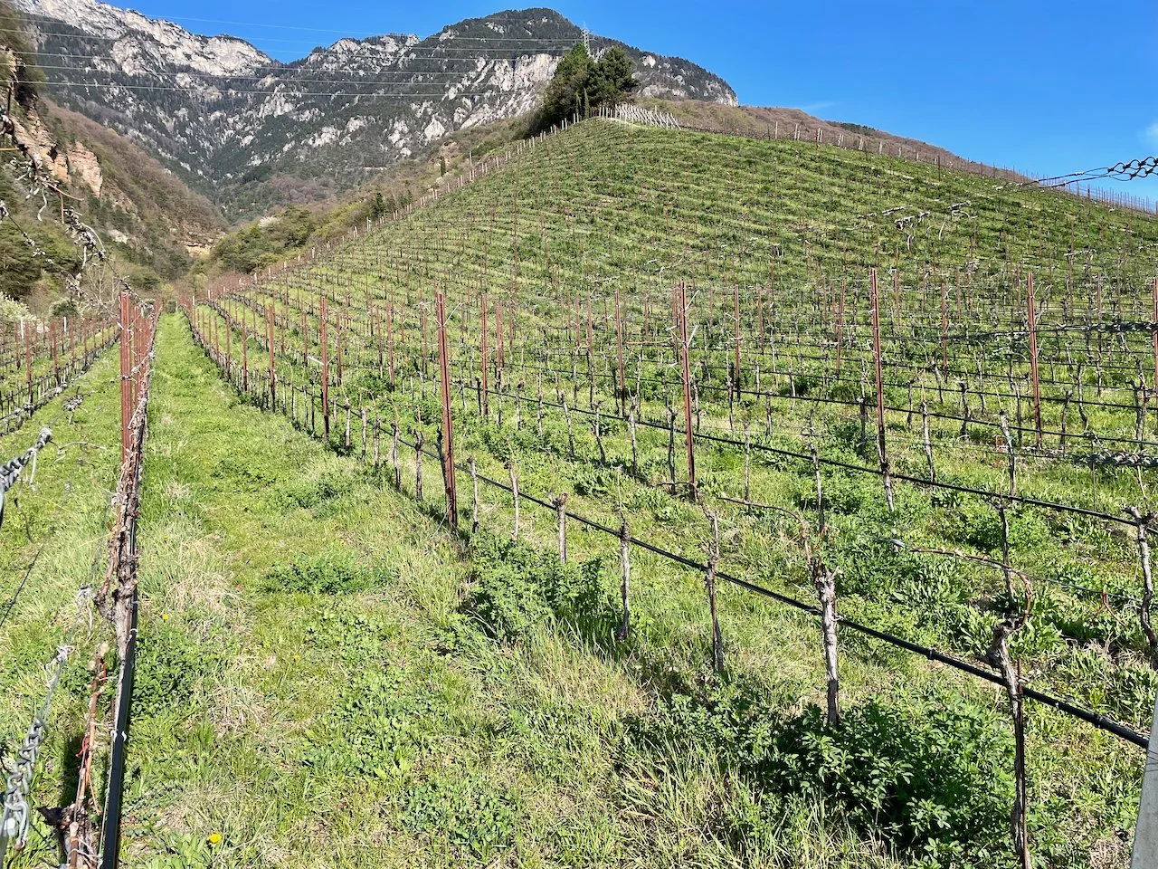 Hofstätter - Termeno, Castel Rechtenthal.jpeg