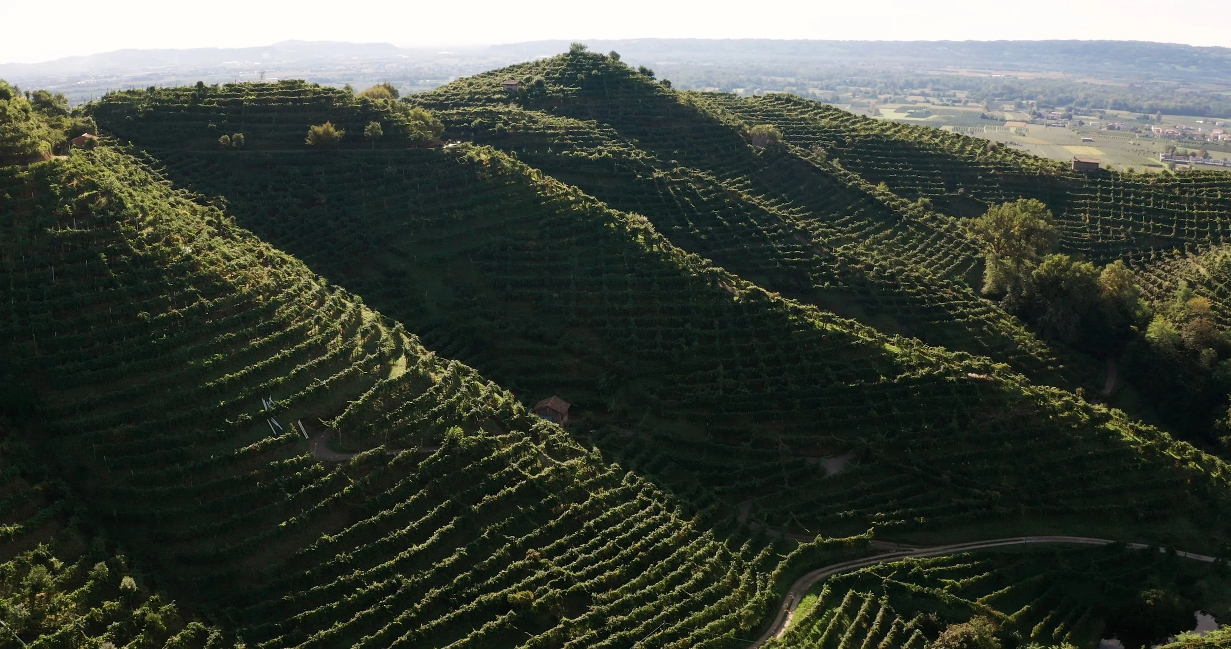 I vigneti delle Rive