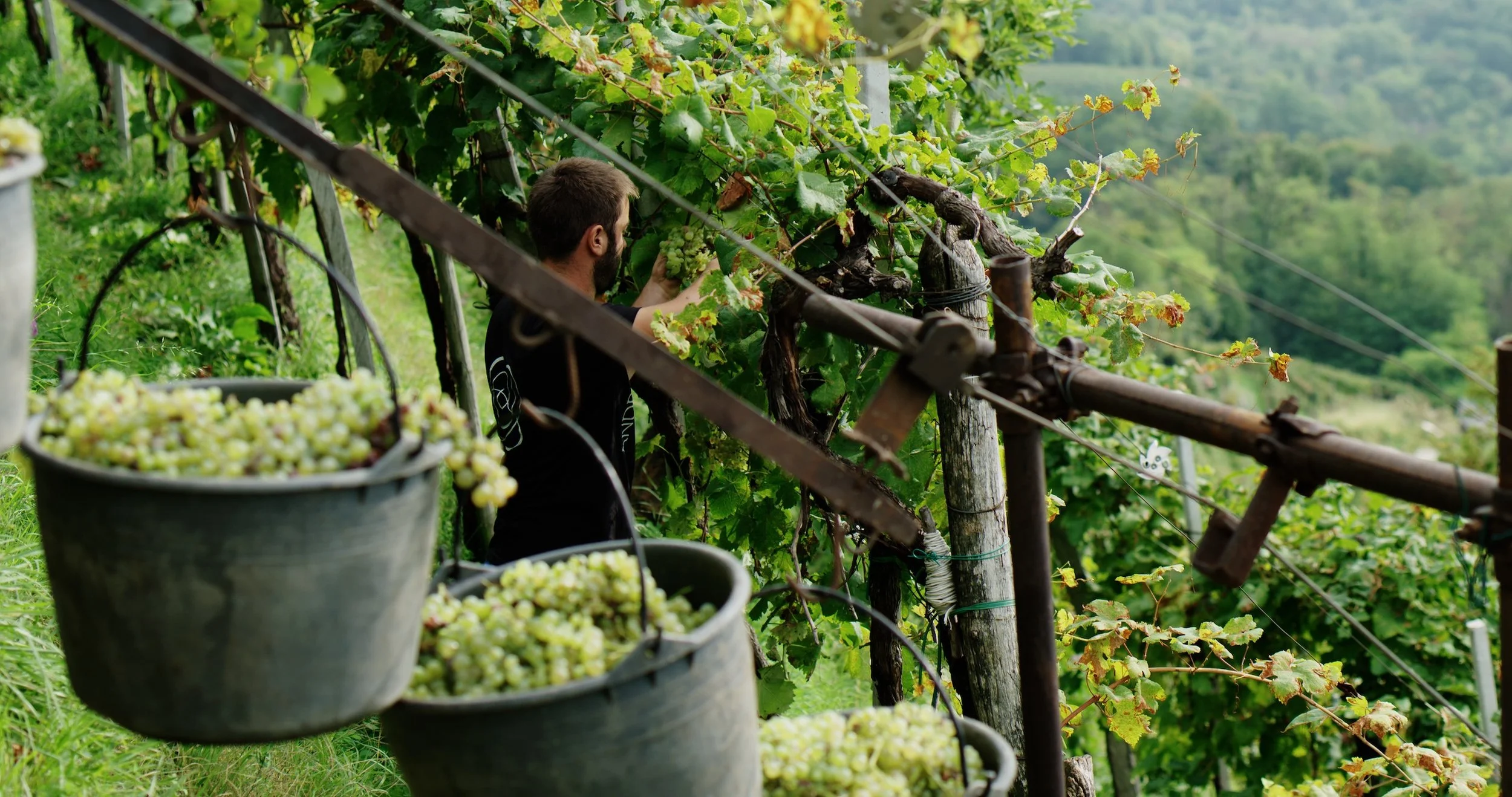 Andreola, il Valdobbiadene e il problema di chiamarsi Prosecco