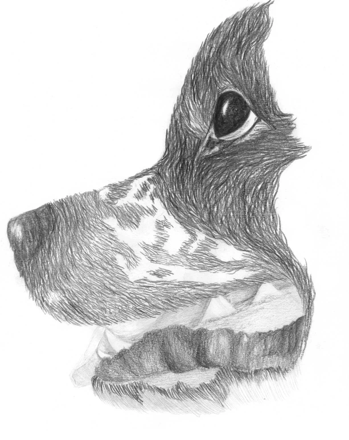 Maia-PIERRE_f-conte_animal-de-compagnie-2.jpg