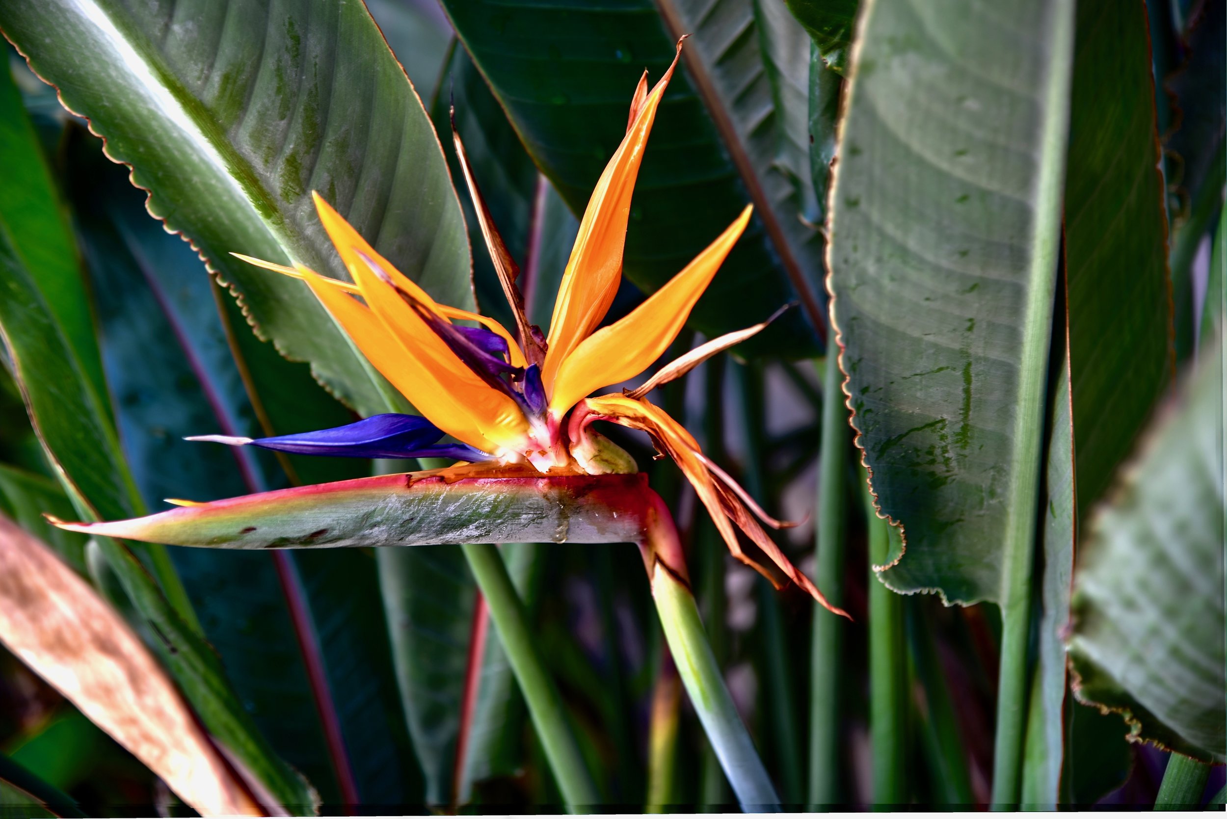 Bird of Paradise flowers by the pool.