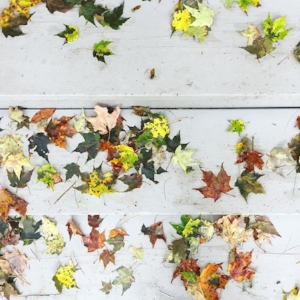 I was in the Catskills at a new client's and spotted these pretty leaves fallen on the wet, grey steps. The leaves were just starting to turn and only a few had fallen so far. I love the bright green leaves with the cool grey wood steps! 