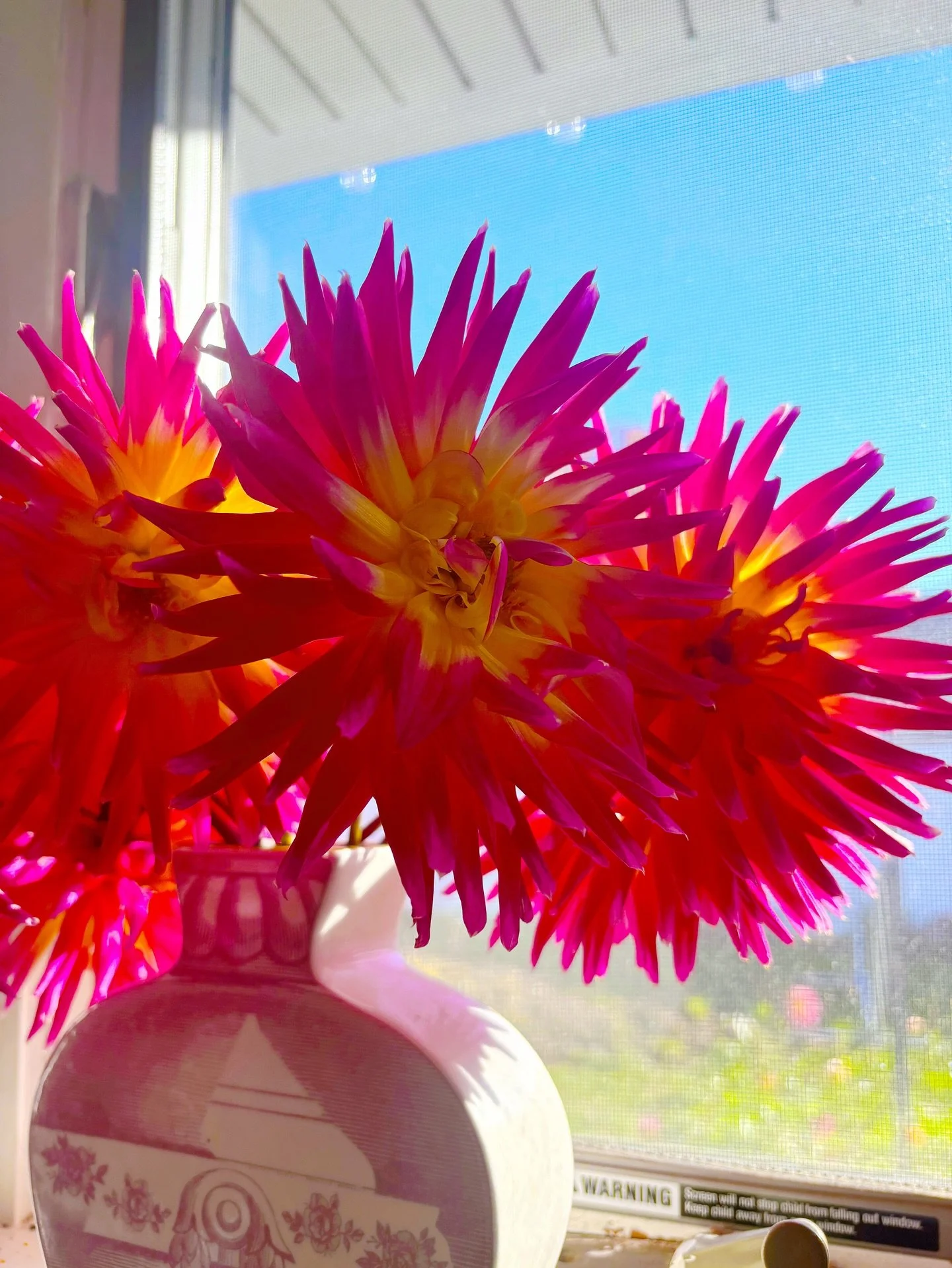 The last of my dahlias putting on a show ✨