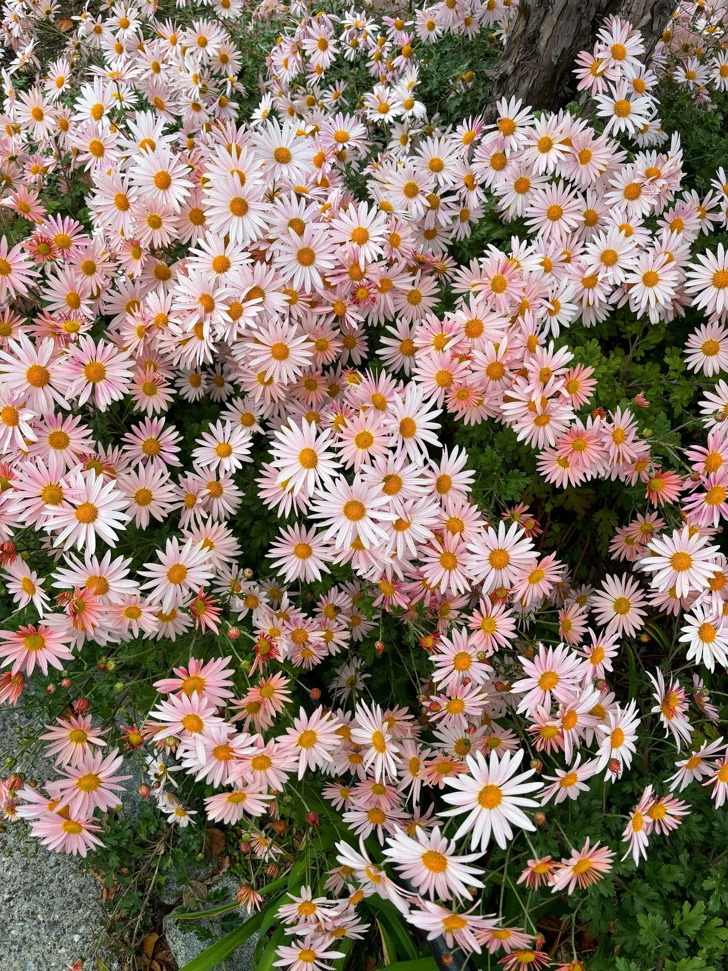 Weekend fun with @triciacandela and these cotton candy pink asters that stopped me dead in my tracks 🥰🌸