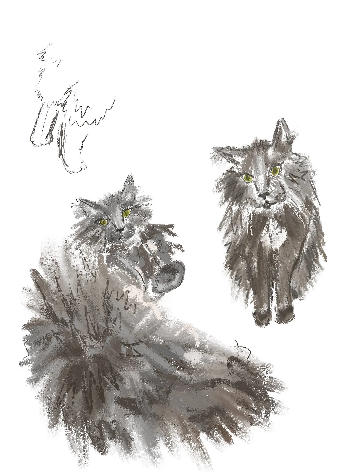 My muse, my beautiful big boy Billy 🐾💕 we adopted him from @shoplavenderfields who rescued his pregnant mommy and helped with his birth, so we have so many cute baby pictures of him! He&rsquo;s a breed called a nebelung, which can be from a breeder