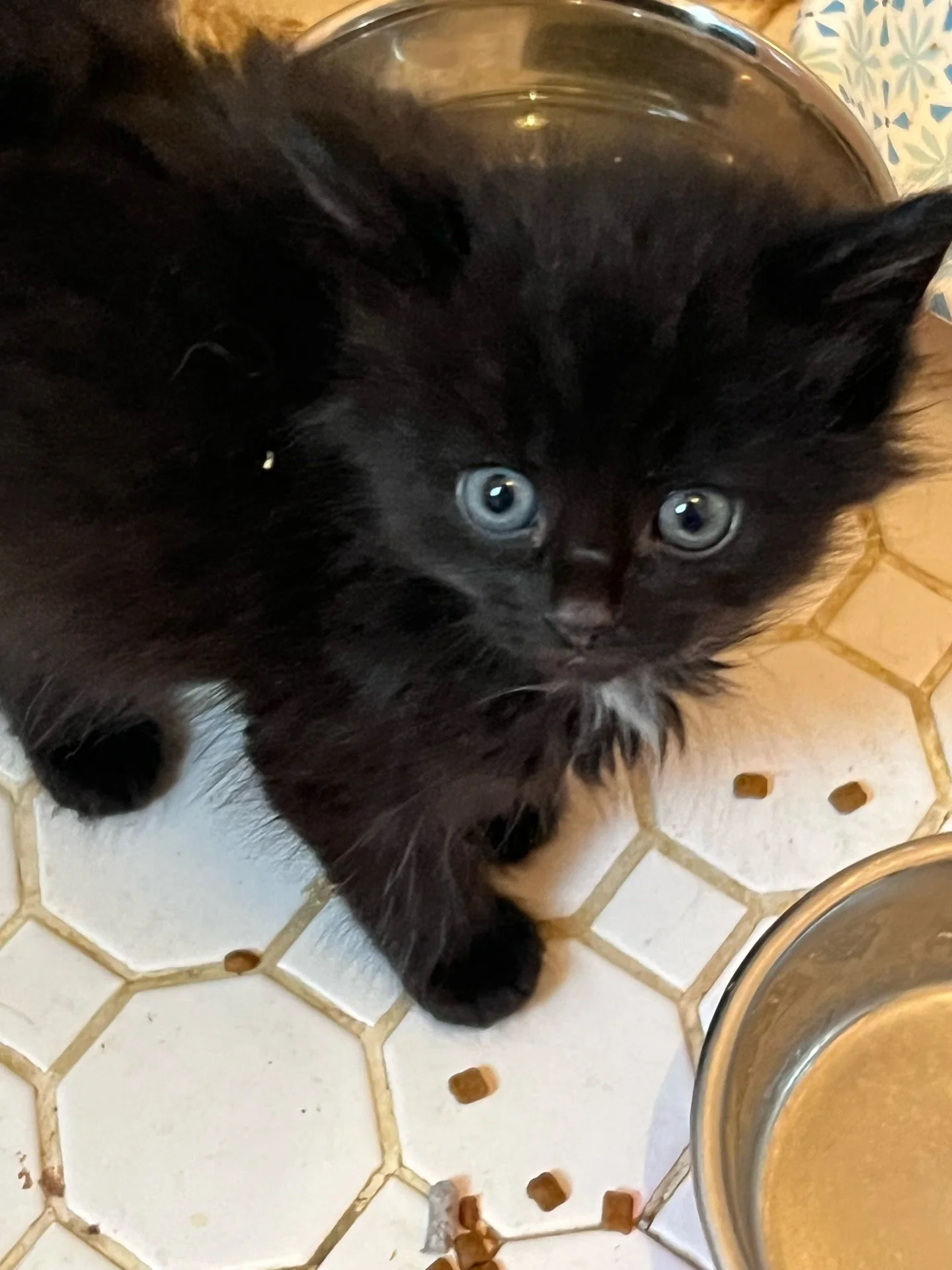 Our baby when he was a baby ✨ rescued by his aunties @shoplavenderfields 💕➡️ his name inspo 

@dmoconnor887